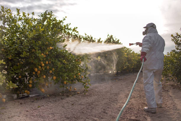 Best Affordable Pest Control Services  in East Prairie, MO