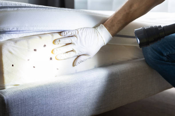 Best Pest Prevention Services  in East Prairie, MO
