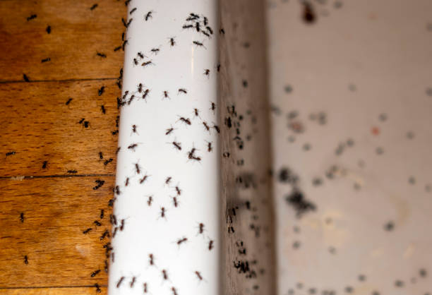 Pest Control for Restaurants in East Prairie, MO