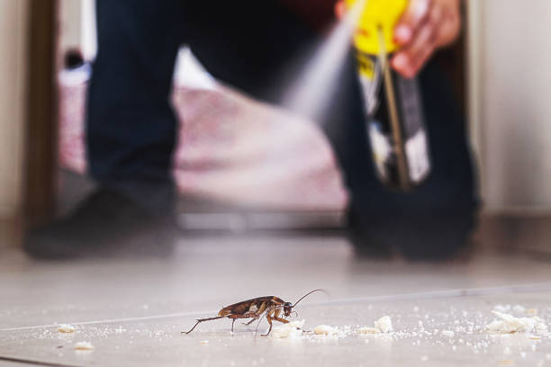 Best Rat Extermination Near Me  in East Prairie, MO